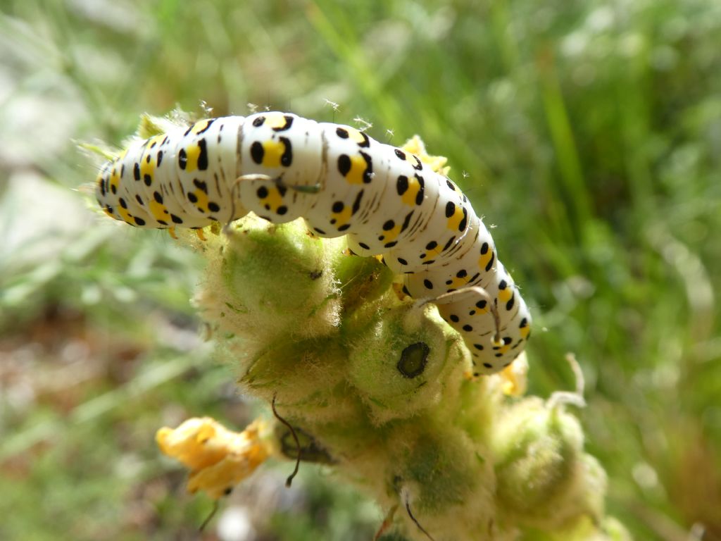 Id bruco: Cucullia verbasci - Noctuidae